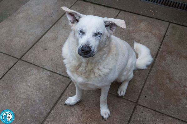 Olaf, dieci anni di casa. Oggi solo un nome e tanta attesa. Foto 2